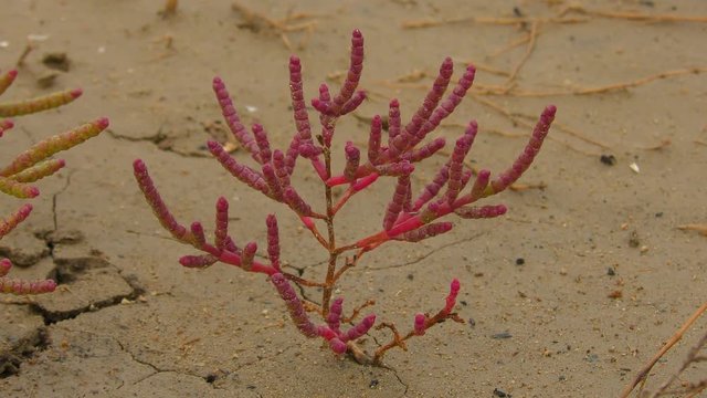 Common glasswort (Salicornia europaea), a separate plant.