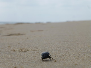Playa Cuesta Maneli en Huelva, zona costera con playa de arena fina blanca que forma parte del Parque de Doñana