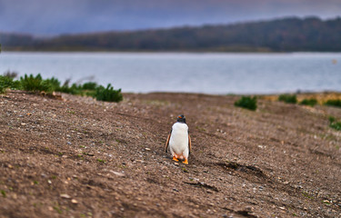 The colony of penguins on the island in the Beagle Canal. Argentine Patagonia. Ushuaia