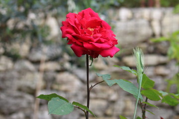 Rosa