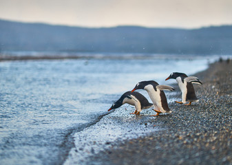 The colony of penguins on the island in the Beagle Canal. Argentine Patagonia. Ushuaia