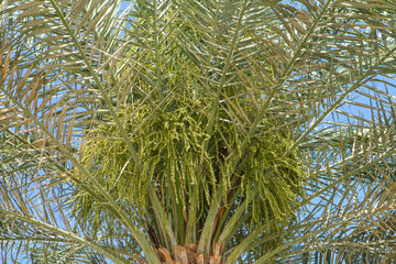 dates palm with young flowers of dates