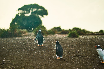 The colony of penguins on the island in the Beagle Canal. Argentine Patagonia. Ushuaia