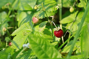 Fresh wild red strawberries and unripe pink strawberries growing in green grass on a sunny summer day