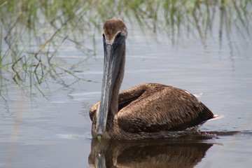 Pelican