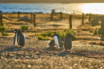 The colony of penguins on the island in the Beagle Canal. Argentine Patagonia. Ushuaia