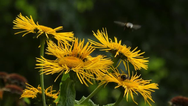 Bumblebees on the flowers Elecampane or horse-heal (Inula helenium).