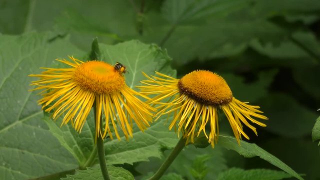 Bee on a flower Elecampane or horse-heal (Inula helenium).