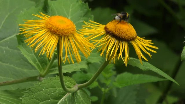 Bumblebees on the flowers Elecampane or horse-heal (Inula helenium).