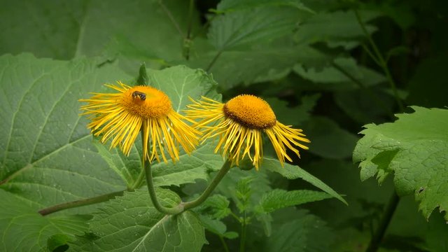Bee on a flower Elecampane or horse-heal (Inula helenium).