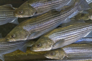 Naklejka premium Striped Bass Swimming Tightly Packed Together