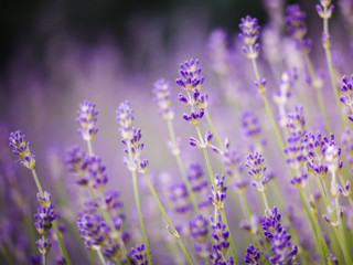 Fototapeta premium Piękny detal pachnących kwiatów lawendy w idealnym kolorze Radiant Orchid we francuskiej Prowansji. Obraz dla rolnictwa, perfum, kosmetyków SPA, przemysłu medycznego, fioletowy, żywy kolor