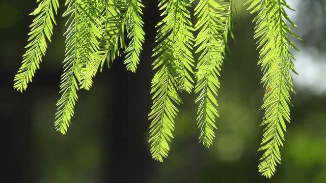 Lebanon Cedar (Cedrus libani), young sprout.