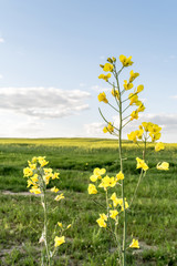 Fototapeta premium flowering rapeseed field and blue sky with clouds during sunset, landscape spring