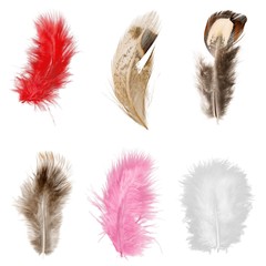 Obraz premium Feather.