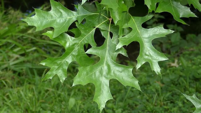 Branch with leaves Northern Red Oak (Quercus rubra).