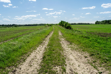 sandy rural road overgrown with grass and shrubs, nature background