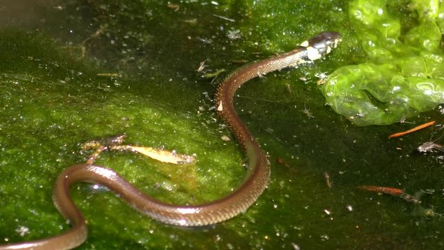 Grass snake (Natrix natrix) crawls on water plants and leaves the frame, close-up.