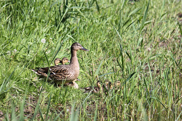 Female Mallard duck (Anas platyrhynchos) with chicks on shore