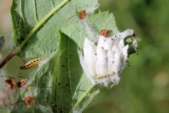 Apple ermine moth or Yponomeuta malinellus. Caterpillar and group of white cocoons on leaves of hackberry or Prunus padus