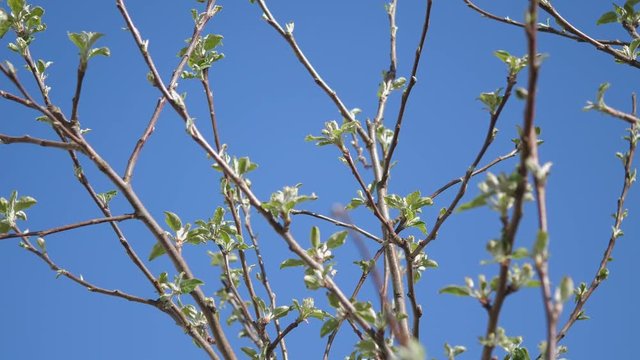 Apple tree with small white blossom
