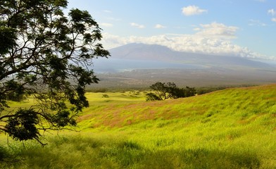 Fototapeta na wymiar Maui Countryside
