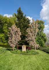 Single gravestone between two flowering trees in cemetery
