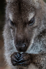 Obraz premium Close up of a wallaby in Freycinet National Park, Tasmania, Australia