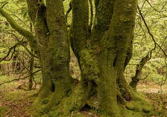 Heavy moss covered tree trunks in forest