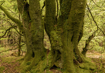Obraz premium Heavy moss covered tree trunks in forest