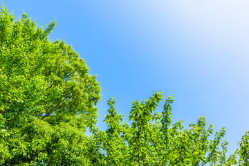 新緑の葉　Fresh green leaves