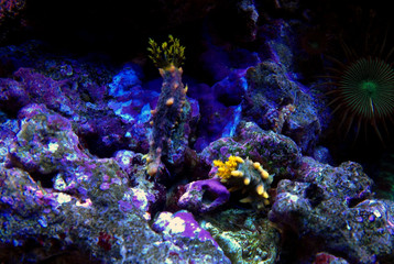 Yellow sea cucumber in reef aquarium