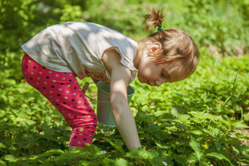 Funny child girl picking strawberry outdoors. Kids pick fresh fruit on organic strawberry farm. (Agriculture, health, bio food concept)