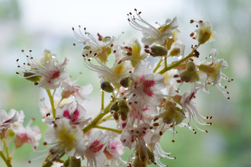 branch of chestnut with white and pink flowers with dew drops on a blurred natural green background, tender floral composition, macro