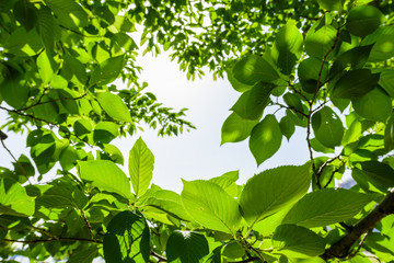 Fototapeta na wymiar 新緑の葉　Fresh green leaves