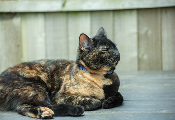 Beautiful Tortie