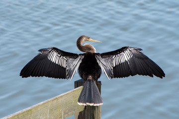 Anhinga drying its wings.