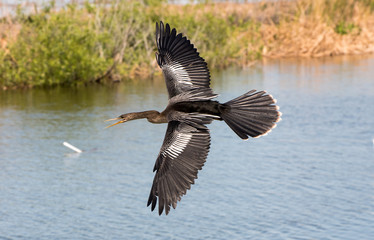 Flying anhinga