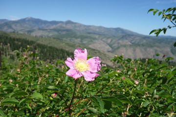 Fototapeta premium Landscapes of the Pacific Northwest