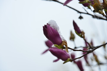 The beautiful magnolia