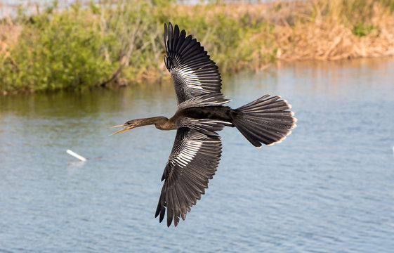Flying anhinga
