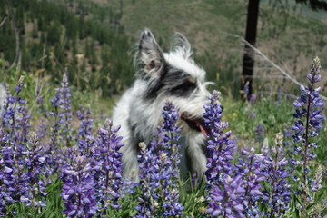 Obraz premium Landscapes of the Pacific Northwest