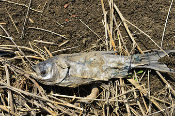 The dead fish