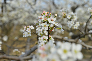 Obraz premium Pear flower in full bloom in spring