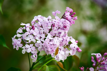 Lilac flowers in full bloom.