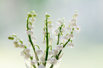 Bouquet of lily of the valley blossoms; soft light illuminating the delicate flowers for a clean fresh look.