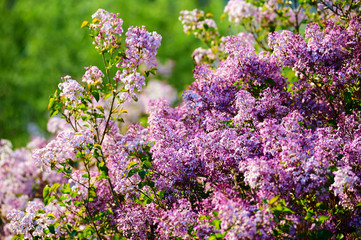 Obraz premium Lilac flowers in full bloom.