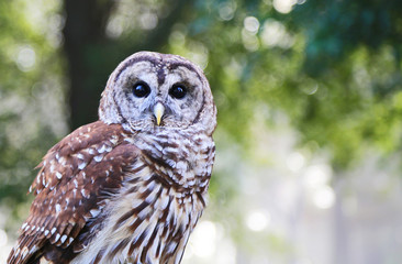 Portrait of barred owl, Tennessee