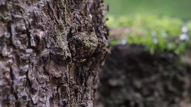 Close up of swarming ants on a stem of spruce