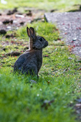 grey rabbit sitting on the grass and back lit by the setting sun
